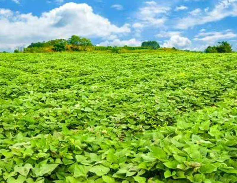 粉丝基本常识简介